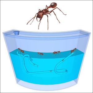 [척척박사네1488] 3차원 개미집(대)