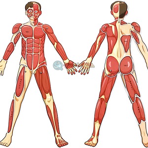 [유비네3805] 인체의 신비 인체 근육 모형 (완성시 약70cm)(1인용 포장)